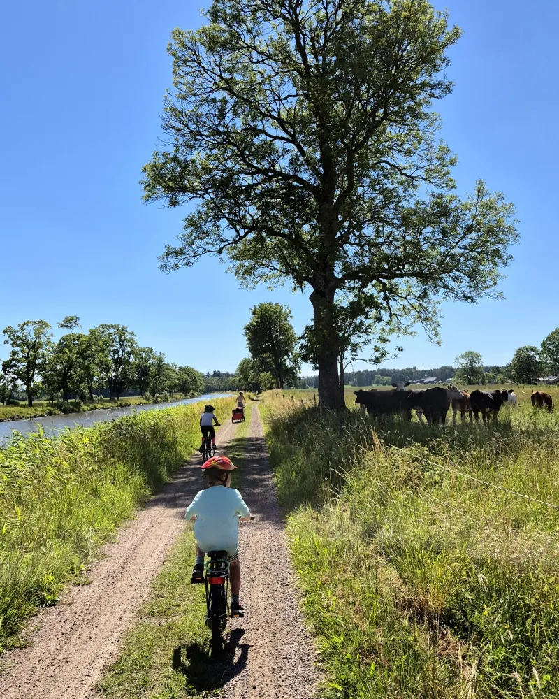 Barn cyklar på dragvägen längs Göta kanal